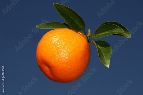 tangelo