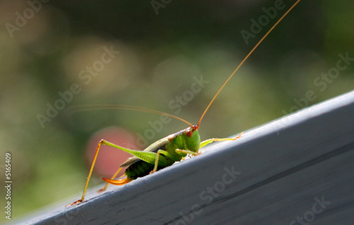 Grasshopper on wooden railing