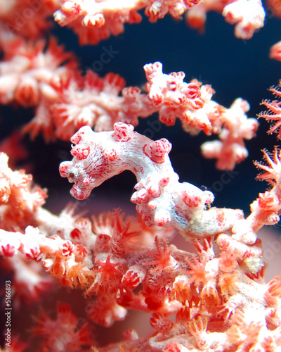 Pygmäen-Seepferdchen