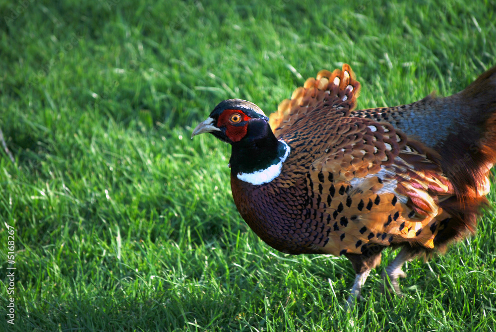 Fototapeta premium Male Pheasant