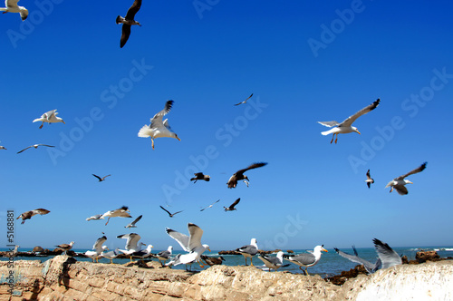 Morocco, Essaouira: Seagulls in the harbour