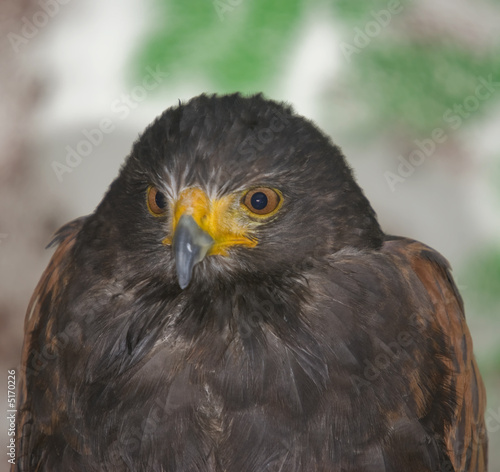 Harris Hawk