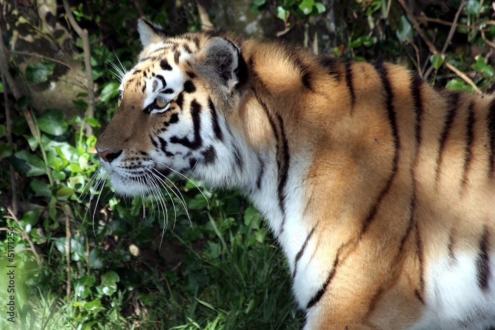 Camouflaged Tiger