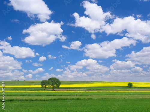 meadow