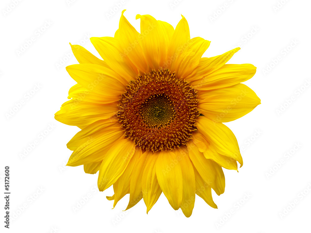 Obraz premium Sunflower