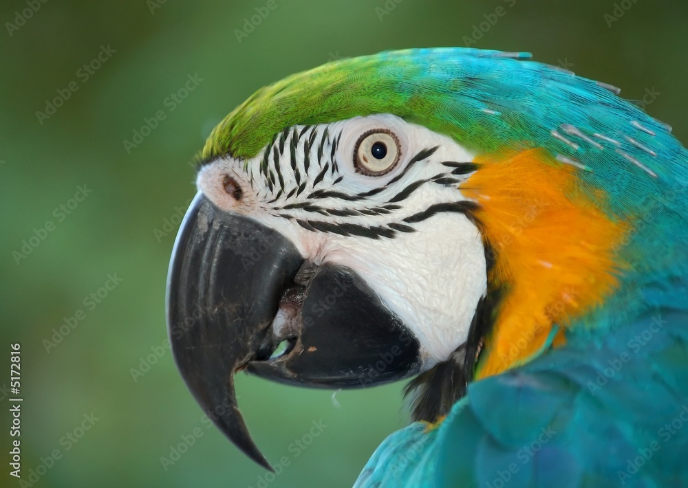 Parrot N1 - pensive Parrot N1 - pensive