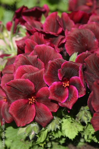 Rote Pelargonium photo