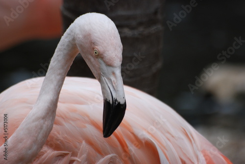 oiseau douceur photo