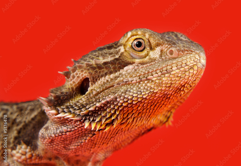 Fototapeta premium bearded dragon