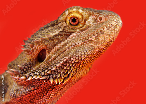 bearded dragon