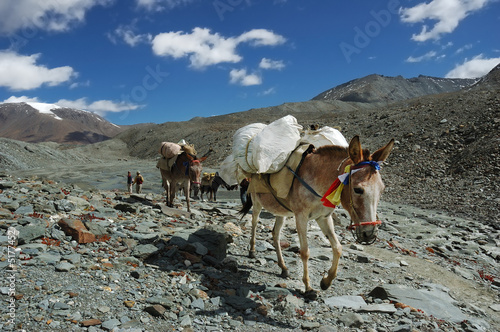 Horses of a trekker group photo