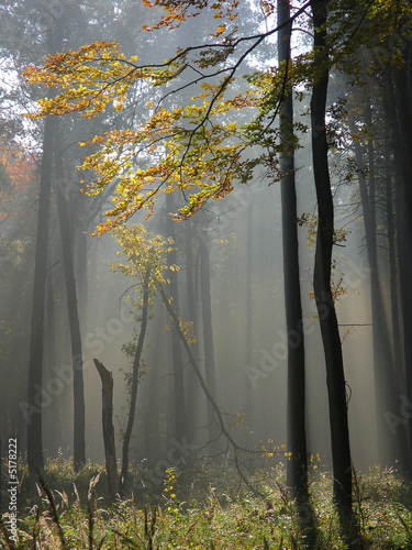 forest
