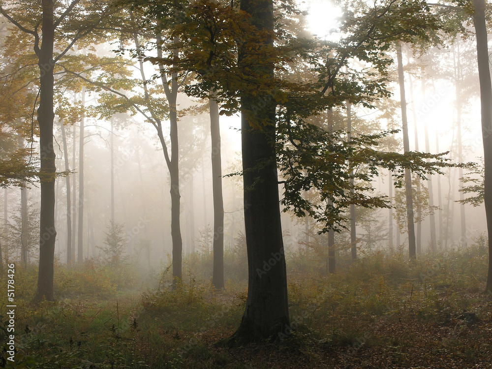 Naklejka premium ząb