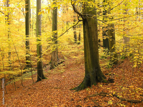 autumn