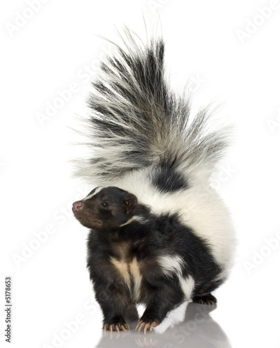 Striped Skunk - Mephitis mephitis