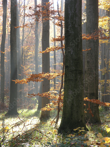 forest