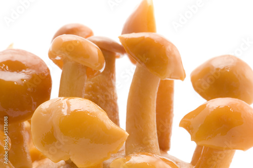 yellow mushrooms photo