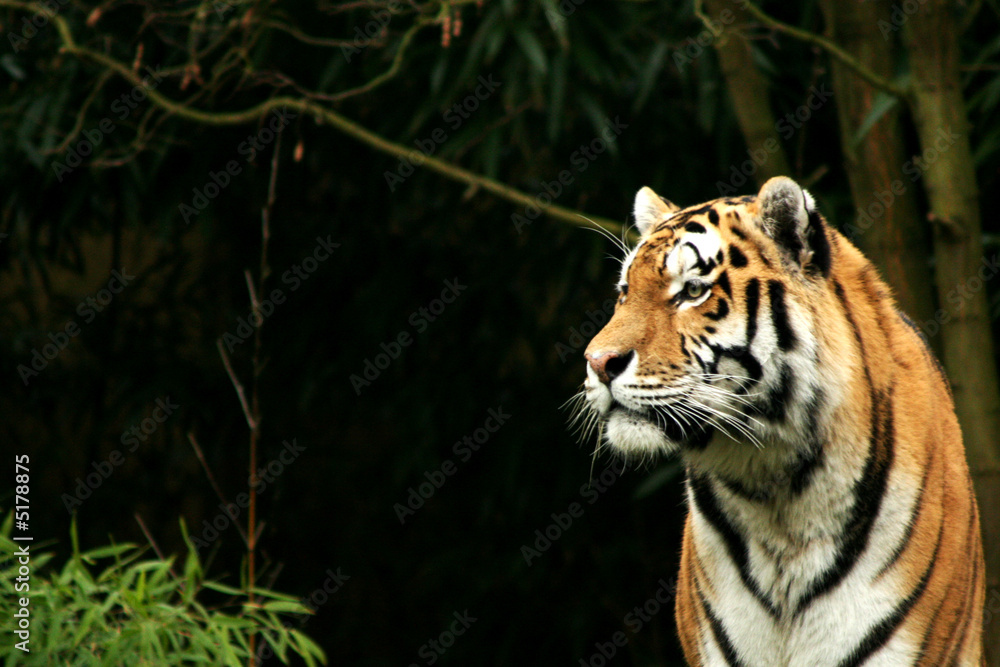 Naklejka premium Tiger 2