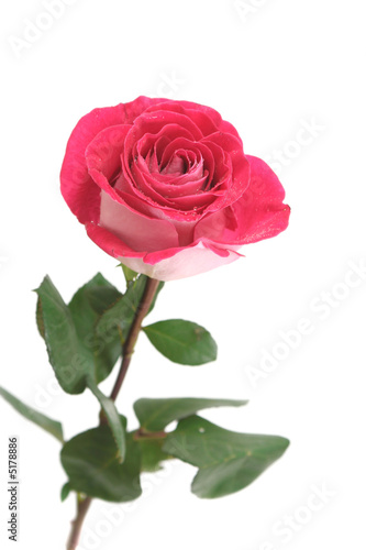 Fototapeta Naklejka Na Ścianę i Meble -  One pink rose on a white background