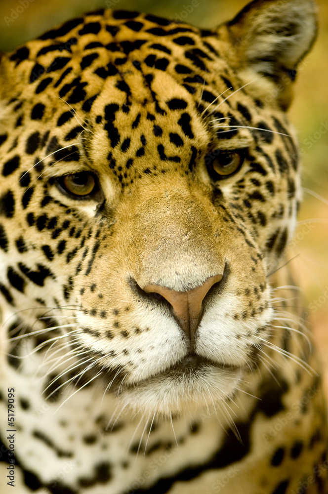 Naklejka premium Jaguar - Panthera onca