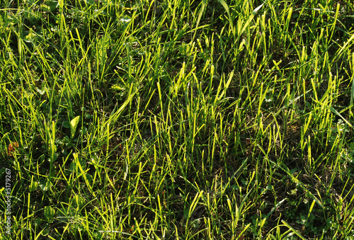 Grass 01