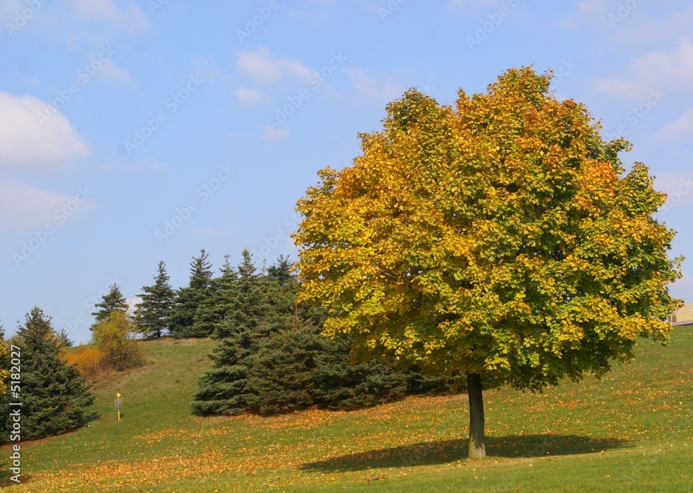 Naklejka premium colorful tree