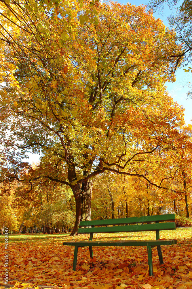 Autumn in the park