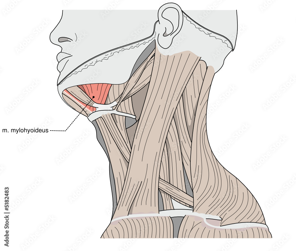 muscle shema Stock Vector | Adobe Stock