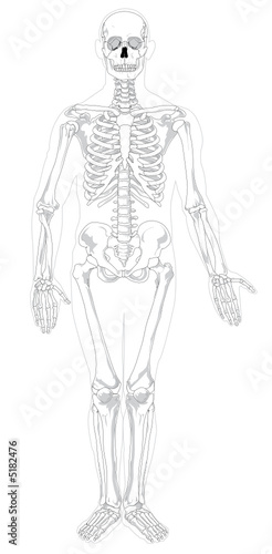 human bones