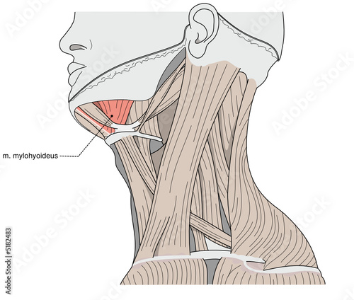 muscle shema