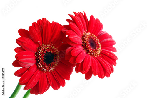 red gerber flowers