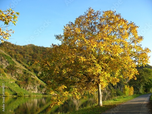 Fototapeta Naklejka Na Ścianę i Meble -  Herbst an der Mosel