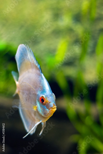 colorful discus fish