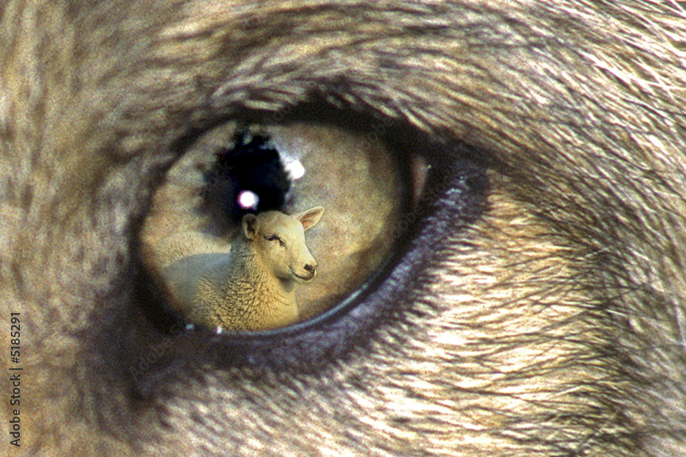 Naklejka premium LOUVETEAU LOUP GRIS EUROPEEN ( CANIS LUPUS ) .