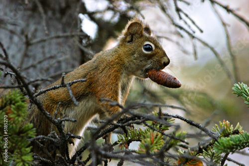 ECUREUIL ROUX - RED SQUIRREL . ( sciurus vulgaris)