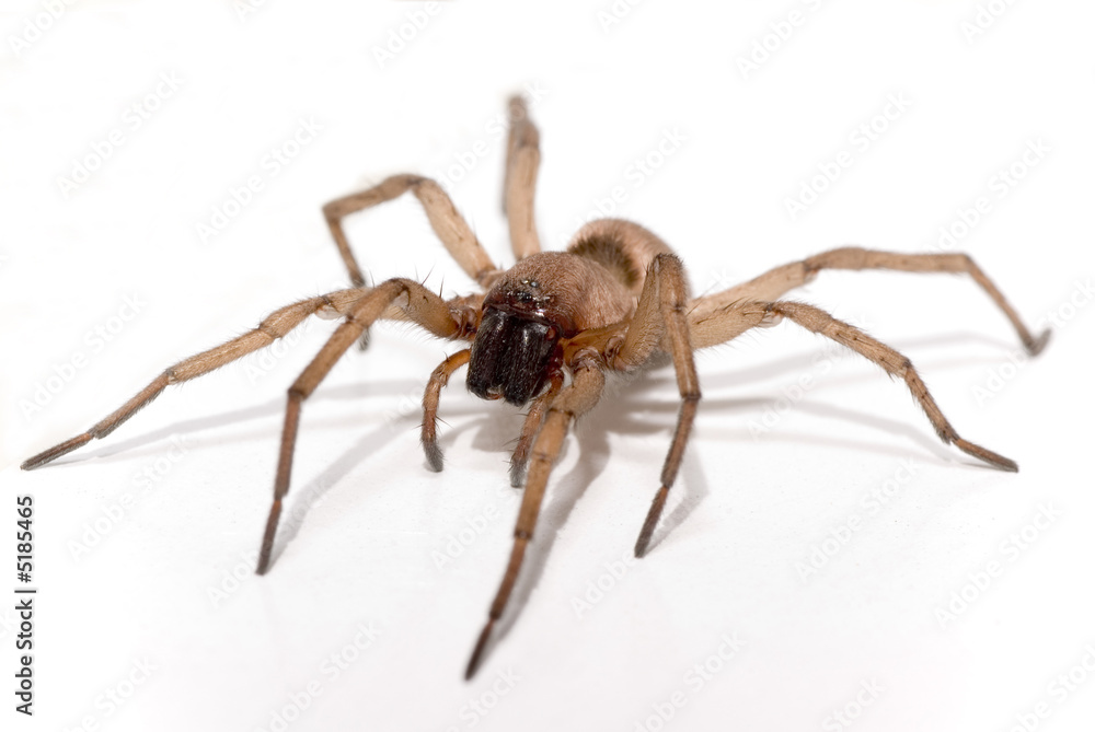 Sackspinne Sackspinne