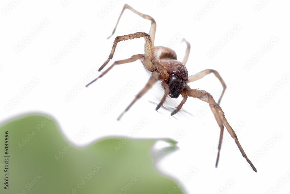 Sackspinne Sackspinne