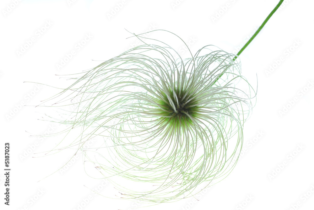 clematis seed