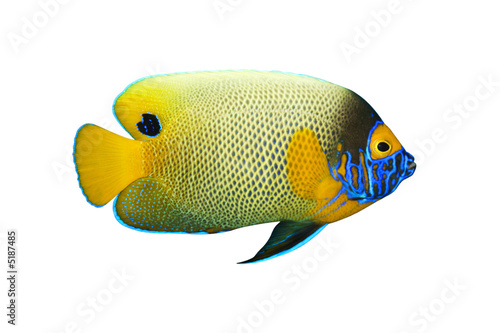Tropical fish Pomacanthus xanthometopon isolated on white