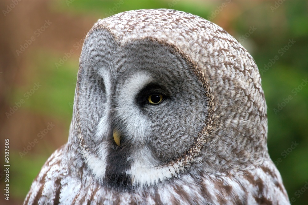 Fototapeta premium Owl head