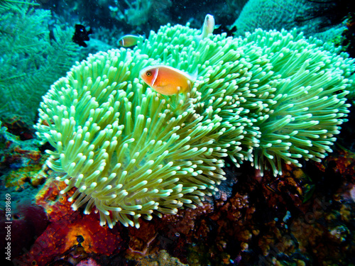 poisson clown