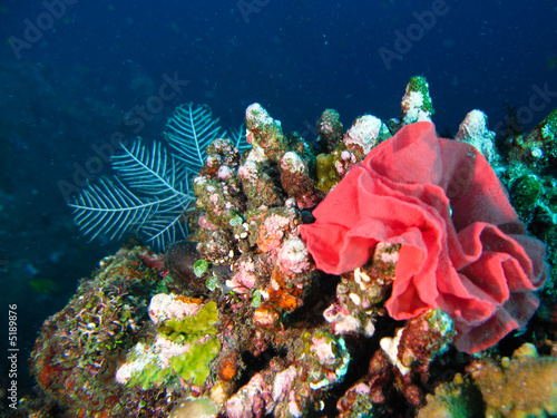 rose sous marine
