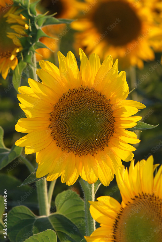 Sunflowers 16a