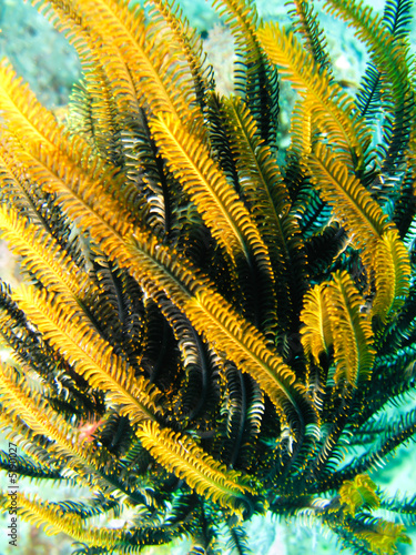 Jaune et bleu