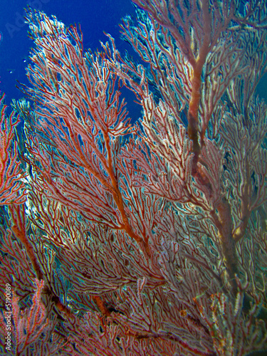 foret sous marine