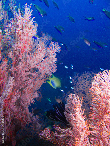 poissons et gorgonnes