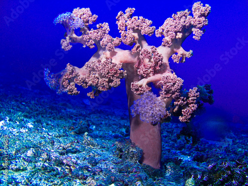 arbre des fonds marins