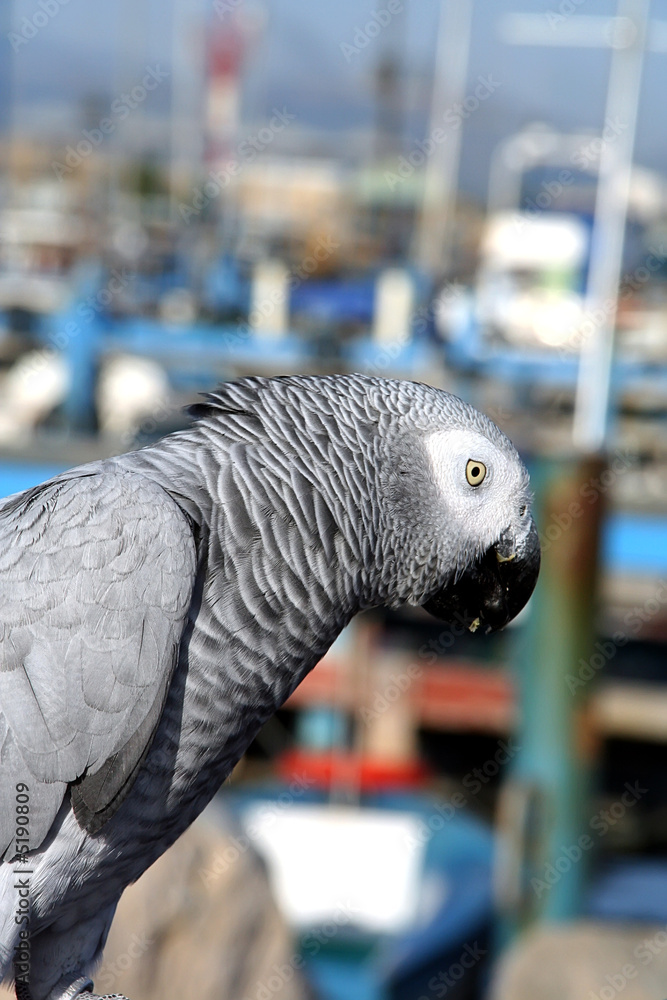 Obraz premium parrot