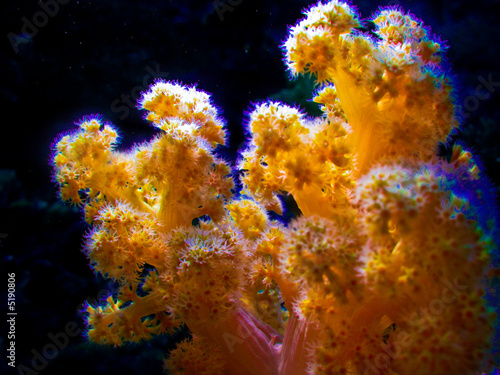 Corail de feu