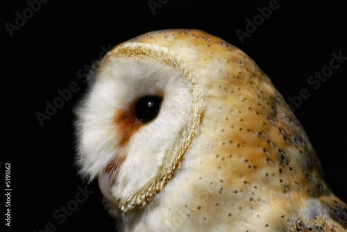 Barn Owl